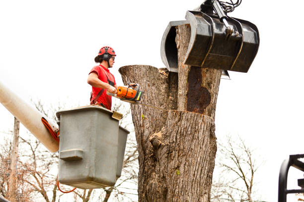 How Our Tree Care Process Works  in  Oak Trail Shores, TX